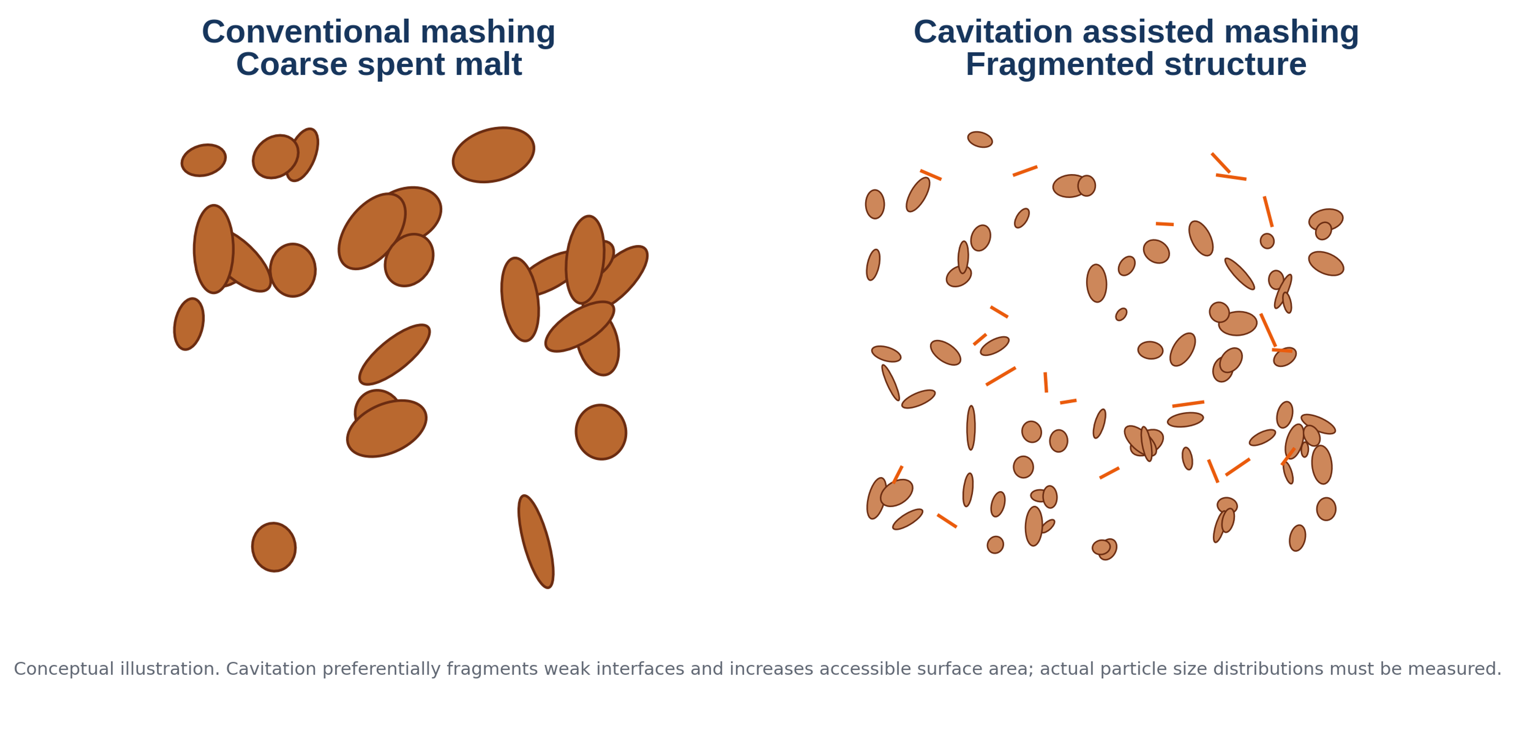 Figure 3.3. Conceptual comparison of coarse spent malt after conventional mashing and the more fragmented structure expected after cavitation assisted circulation