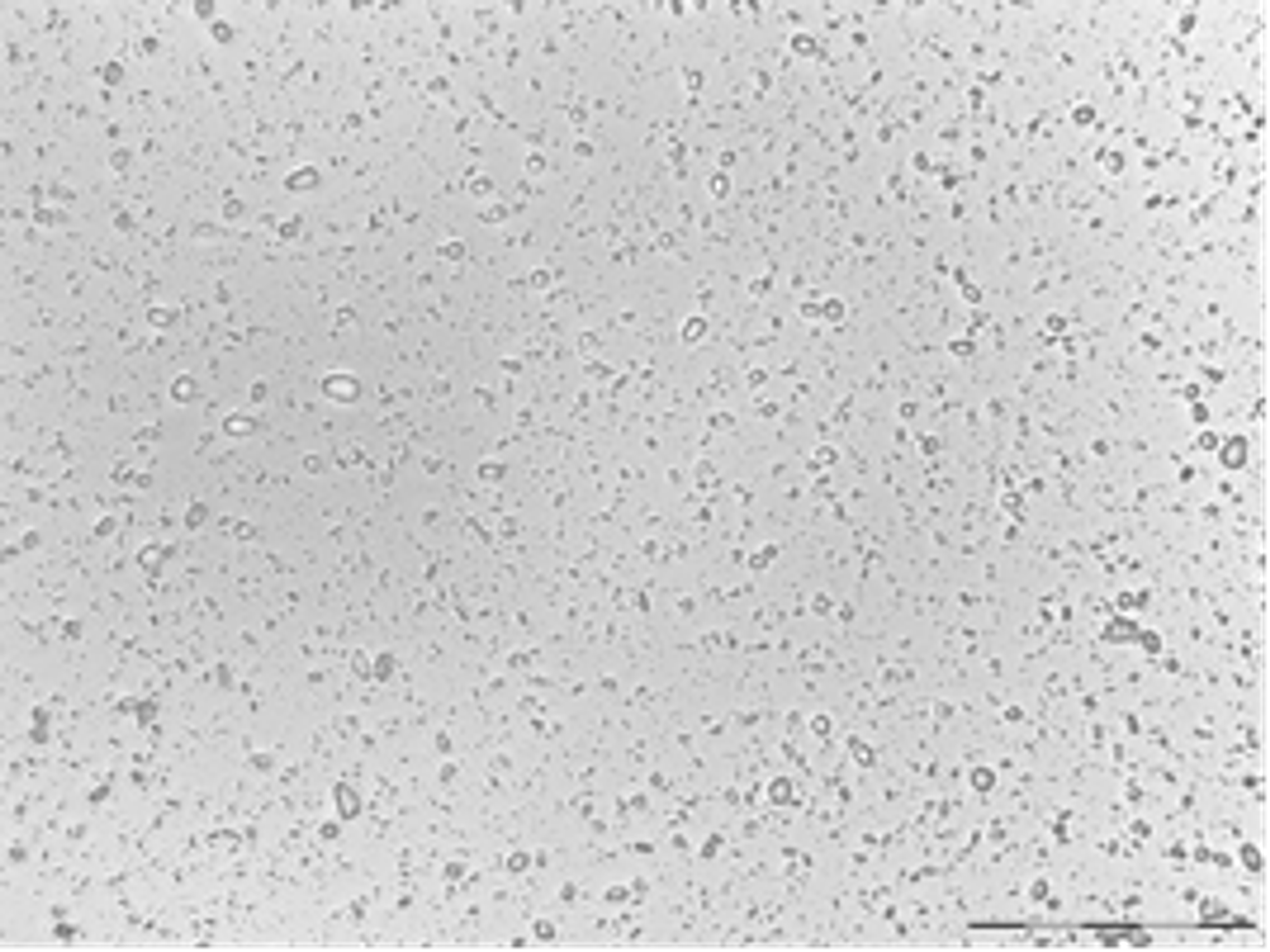 Figure 6.6. Micrograph of a processed drug and egg yolk lipid system at a 3:1 ratio and 400× magnification