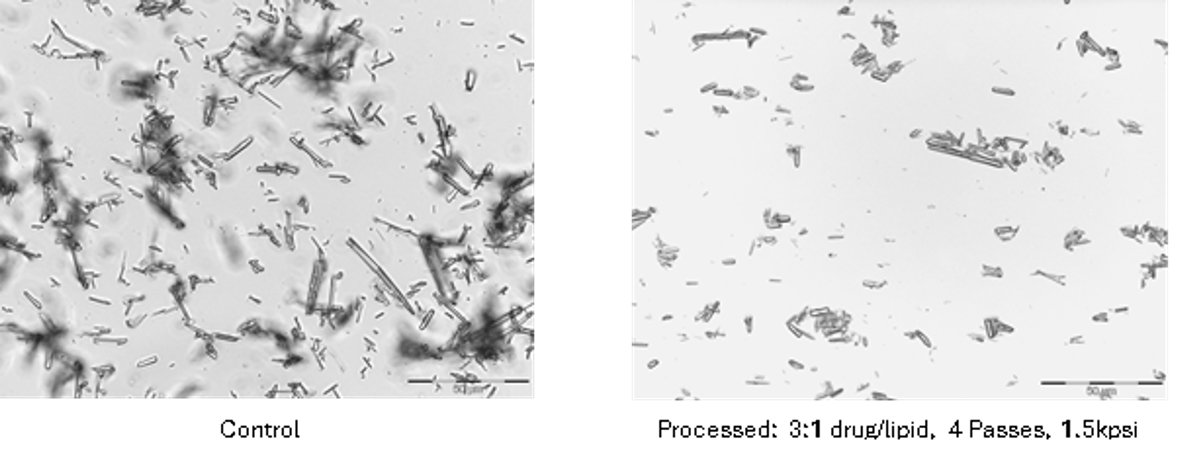 Figure 6.7. Cefazolin control and lipid processed samples at 400× magnification